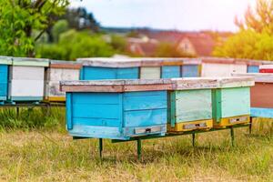netelroos in een bijenstal. leven van arbeider bijen. werk bijen in bijenkorf. bijenteelt. foto