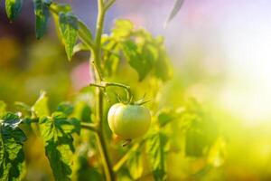 groen tomaat groeit Aan takje. natuurlijk tuin groenten foto