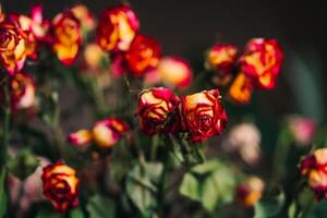 verdord rood en geel rozen en bloemblaadjes over- zwart achtergrond. foto van droog bloemknoppen verwelkt oranje en rood rozen.