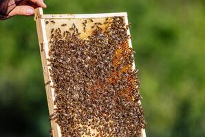 werken bijen Aan honingraat. kaders van een bij bijenkorf. bijenteelt foto