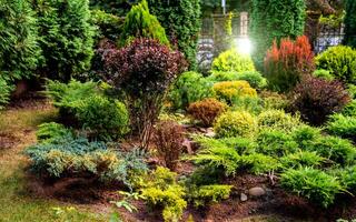 rotstuin in de tuin met stenen en verscheidenheid van verschillend bloemen en planten foto