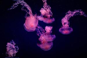 gloeiend kwal zwemmen in diep blauw oceaan water, marinier leven achtergrond. foto