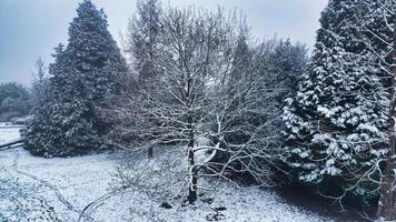 foto van winter tijd in harrogeren