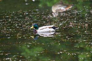 een eend is zwemmen in een vijver met water druppels foto