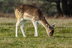 een vredig braak hert begrazing Aan een weelderig groen weide. foto