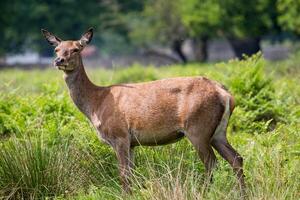 een hert staat in een veld- met hoog gras foto