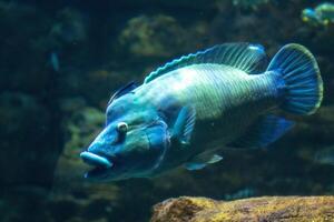 blauw tropisch vis zwemmen in een Doorzichtig aquarium met natuurlijk onderwater- landschap in de achtergrond. foto