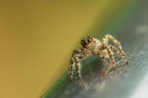 jumping spin, Salticidae, wandelen Aan een metaal leuning schot Bij de vlinder tuin van de chennai dierentuin. foto