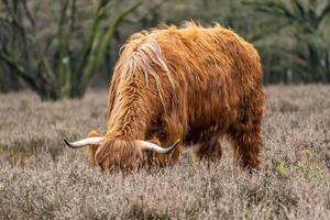 een donker bruin Schots hooglander koe aan het eten een boom de weiden van de bussemerheide. foto