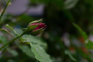 een rode rozenknop foto