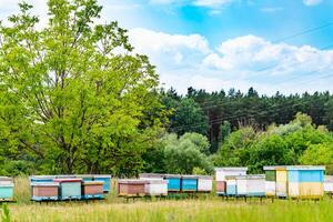 bijenkorven Aan groen landschappen. natuurlijk voorjaar tuin bijenteelt. foto