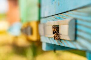 bijen binnen van houten bijenkorf dichtbij omhoog. geel honing insect bezig voor maken honing. foto