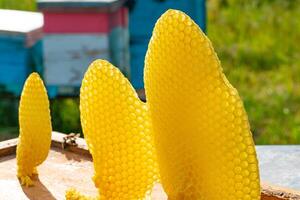 geel fragmenten van honingraten in zonlicht geregeld bovenstaand de bijenkorf Aan tuin achtergrond. drie fragmenten van gouden honingraat in zonlicht foto