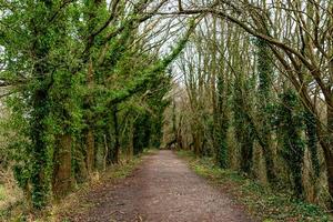 sereen bos- pad met gebogen bomen en een tapijt van gedaald bladeren, uitnodigend een vredig wandelen in natuur. foto