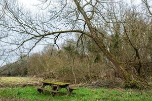 rustig bos- tafereel met een oud houten bank onder een leunend kaal boom, omringd door bladerloos struiken en bewolkt lucht. foto