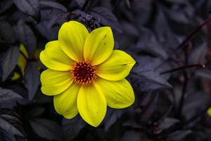 levendig geel bloem met een donker centrum tegen een donker gebladerte achtergrond. foto