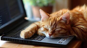 ai gegenereerd schattig oranje gestreept kat in slaap Aan een laptop, een grappig en vertederend tafereel, ai gegenereerd. foto