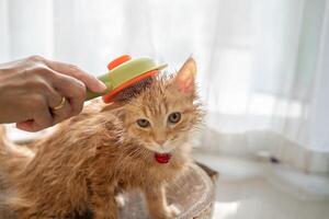 een vrouw hand- toepassingen een borstel naar borstel de vacht van een oranje kat in de huis. foto