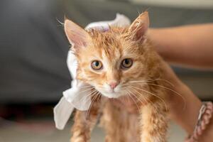 vrouw hand- geven een droog bad naar een oranje kat in de huis. foto