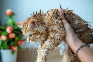 vrouw hand- geven een droog bad naar een oranje kat in de huis. foto