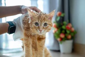 vrouw hand- geven een droog bad naar een oranje kat in de huis. foto