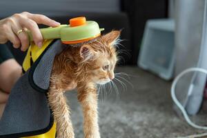 vrouw hand- geven een droog bad naar een oranje kat in de huis. foto
