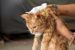 vrouw hand- geven een droog bad naar een oranje kat in de huis. foto