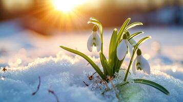 ai gegenereerd delicaat sneeuwklokjes bloeien Aan besneeuwd landschap, gekust door zonlicht in verbijsterend macro schot, ai gegenereerd. foto