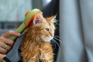 vrouw hand- geven een droog bad naar een oranje kat in de huis. foto