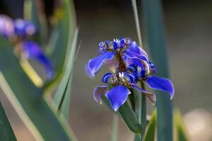 neomarica caerulea of blauw wandelen iris in de zomer voor tuin fabriek en bloem bed in bloeien foto