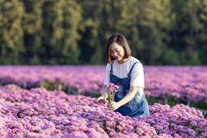 Aziatisch vrouw boer of bloemist is werken in de boerderij terwijl snijdend Purper chrysant bloem gebruik makend van snoeischaar voor besnoeiing bloemen bedrijf voor dood rubriek, teelt en oogst seizoen foto