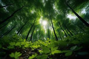 ai gegenereerd zonovergoten bos- achtergrond van Woud bomen gezien van hieronder foto