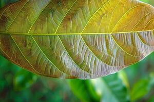 ai gegenereerd jong bruin mango bladeren creëren een mooi natuur achtergrond foto