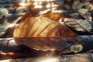 ai gegenereerd gouden zonlicht Aan droog bladeren, een rustig ochtend- atmosfeer gevangen genomen foto