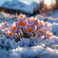 ai gegenereerd bloemen wedergeboorte krokussen doorboren door de winter landschap, signalering voorjaar voor sociaal media post grootte foto