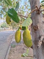 jackfruit boom in de tuin foto