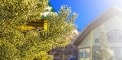 Afdeling van een groenblijvend boom tegen de achtergrond van een houten huis en blauw lucht foto
