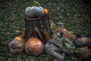 pompoenen en andere herfst fruit en kruiden net zo een een deel van een diorama in een park foto