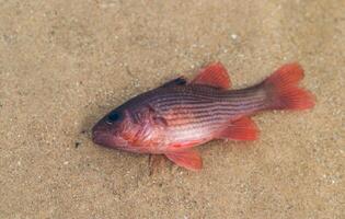 krijtstreep cardinalfish of lepidamie kalosoma ging dood van vergiftiging door tuba planten of derris. foto