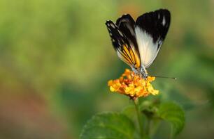 karperwit belenois Java - mooi vlinder dat zuigt de nectar van lantana camara bloemen Aan de strand in de ochtend. foto