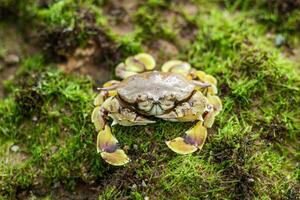 gevlekte maan krab of astoret maan Aan een bemost koraal rif foto