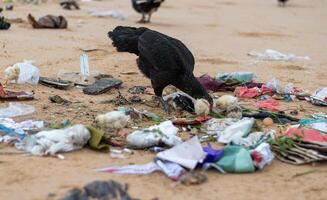 moeder kip met baby kuikens op zoek voor voedsel in aambeien van onzin verspreide Aan de strand. plastic vervuiling, milieu problemen foto