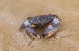 golf steen krab of menippe adina Aan de strand zand foto