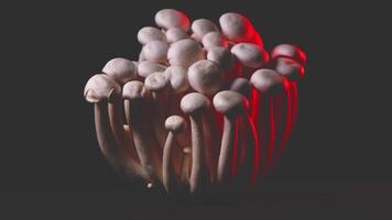 detailopname van een bundel van shimeji champignons met verschillend kleuren Aan donker achtergrond foto