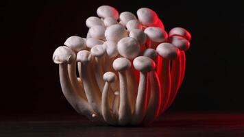 detailopname van een bundel van shimeji champignons met verschillend kleuren Aan donker achtergrond foto