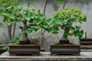 ai gegenereerd haarmos, ginkgo biloba bonsai boom. genezing fabriek Chinese geneeskunde foto