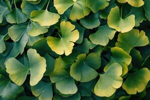 ai gegenereerd haarmos of ginkgo biloba bladeren. genezing fabriek in traditioneel Chinese geneeskunde foto