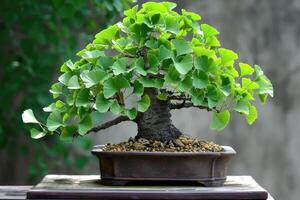 ai gegenereerd haarmos, ginkgo biloba bonsai boom. genezing fabriek Chinese geneeskunde foto