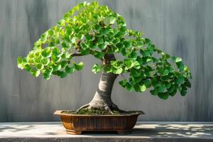 ai gegenereerd haarmos, ginkgo biloba bonsai boom. genezing fabriek Chinese geneeskunde foto