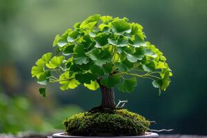 ai gegenereerd haarmos, ginkgo biloba bonsai boom. genezing fabriek Chinese geneeskunde foto